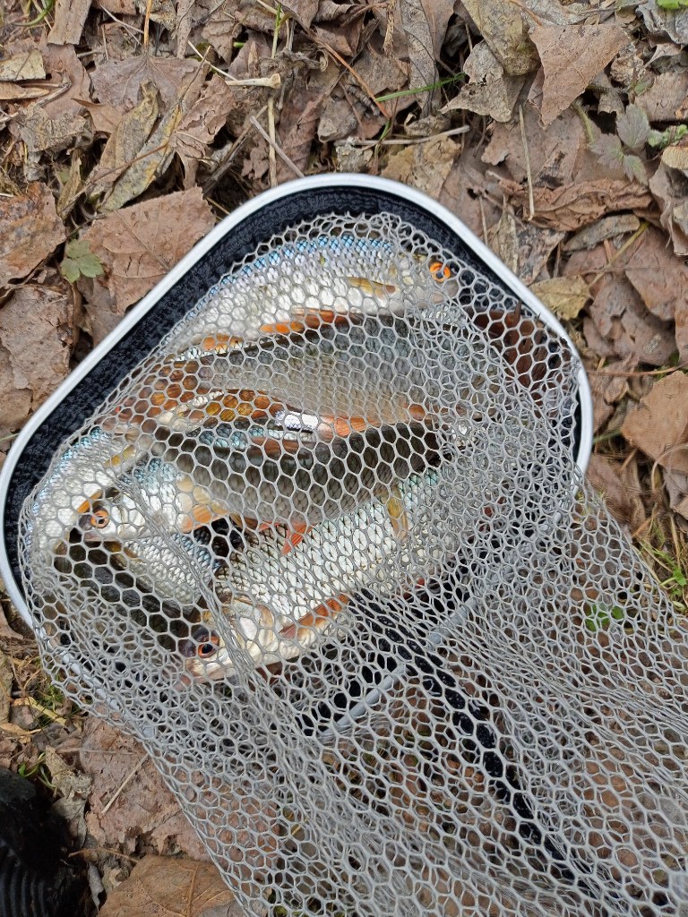 IMG20250411151712.jpg