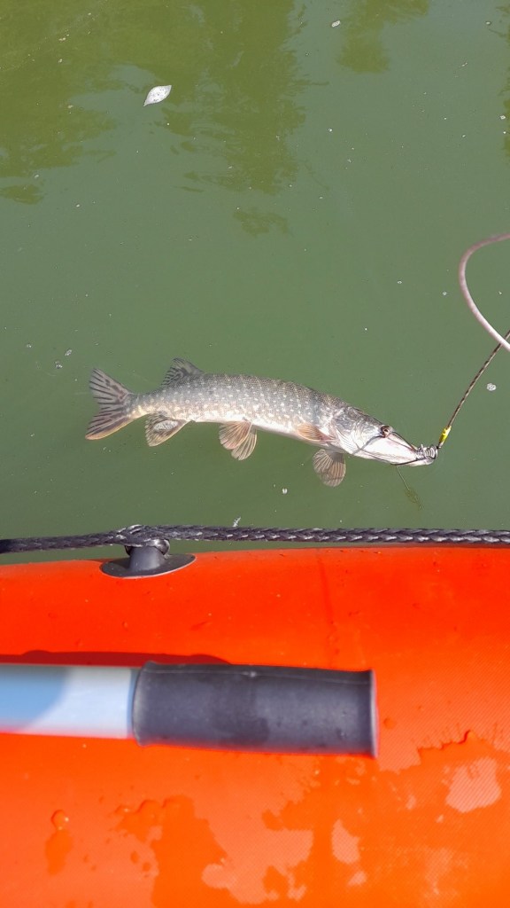 IMG-20250603-WA0036.jpeg