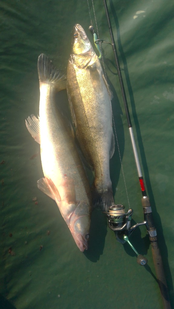 IMG-20250610-WA0004.jpeg