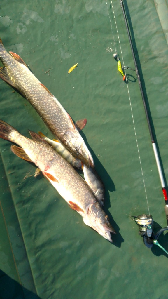 IMG-20250618-WA0000.jpeg