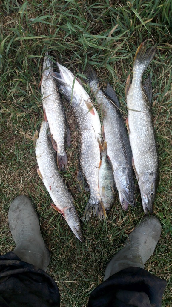 IMG-20250711-WA0002.jpeg