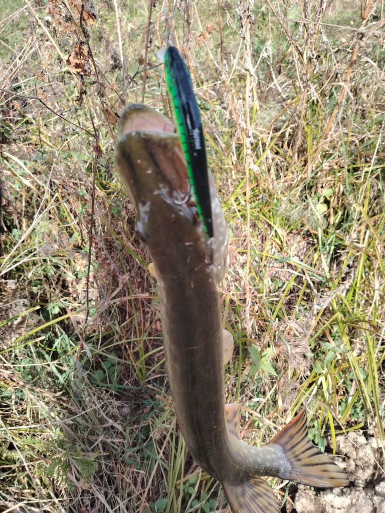 2 октября на воблер