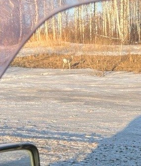КОСУЛЯ - ТАМБАР   2026-03-27_18-31-45.jpg