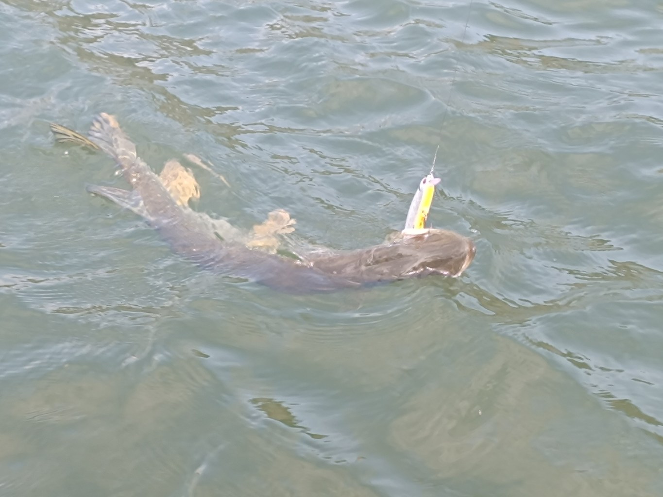 IMG_20260628_140205.jpg