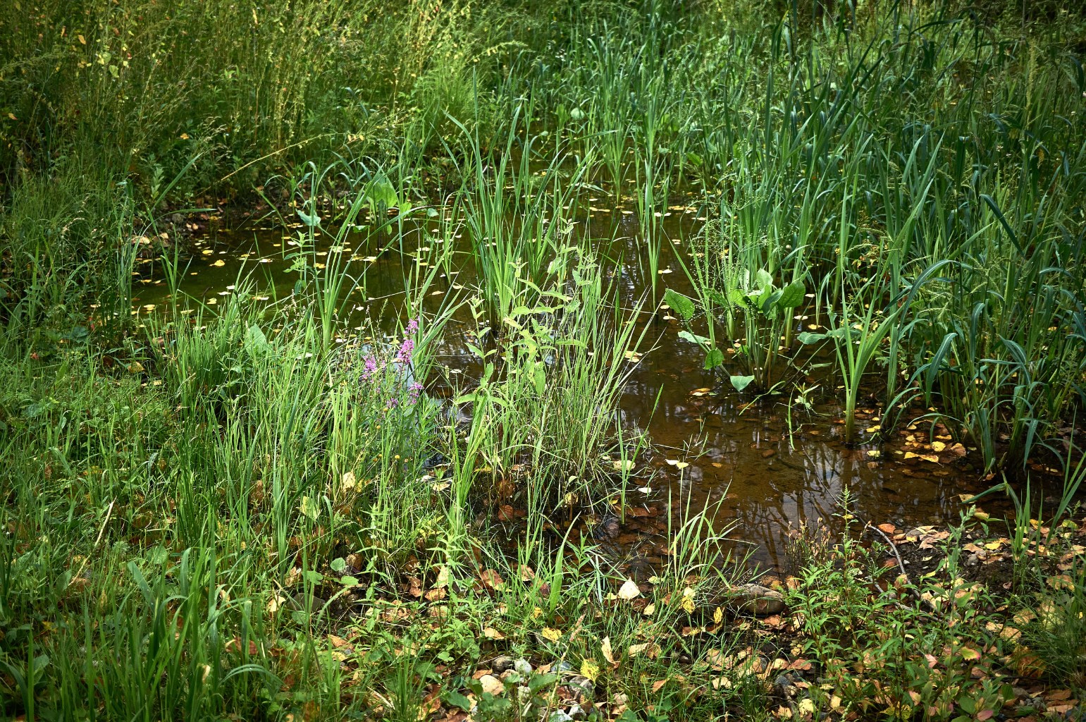 DSC00881.jpg