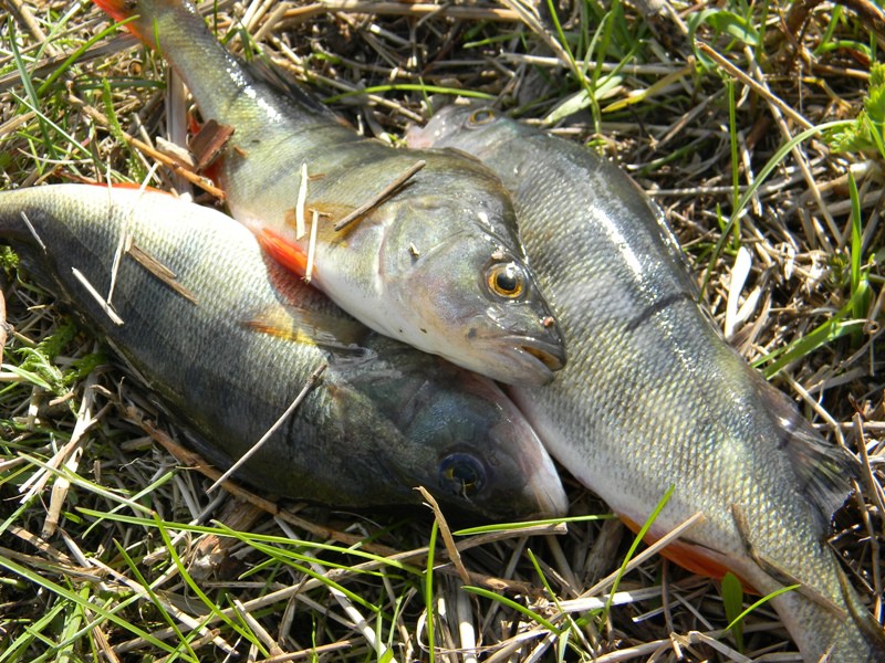 DSCN3513.JPG