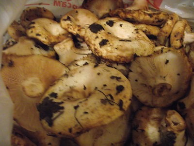 DSCF3154.JPG