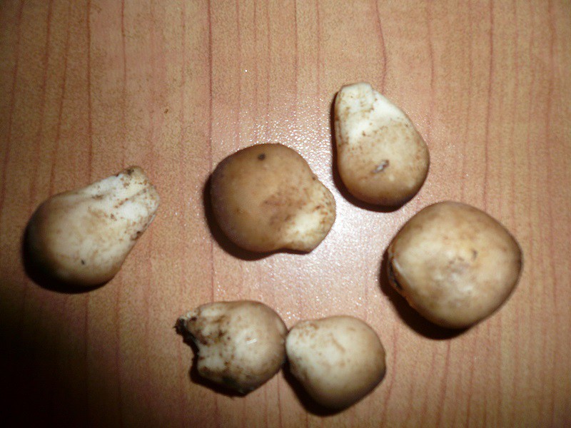 P1100852.JPG
