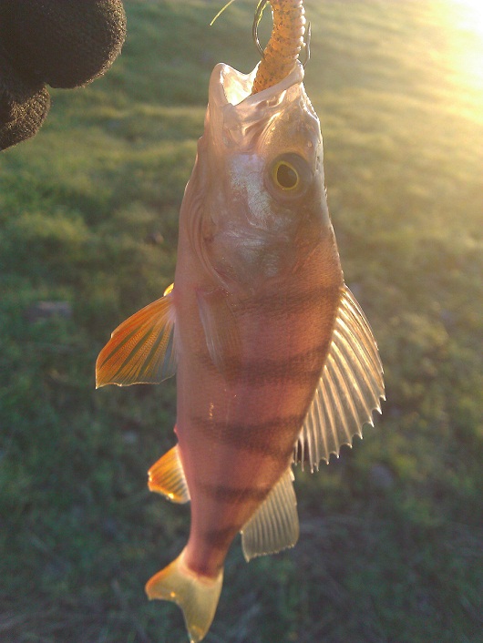 WP_000631.jpg