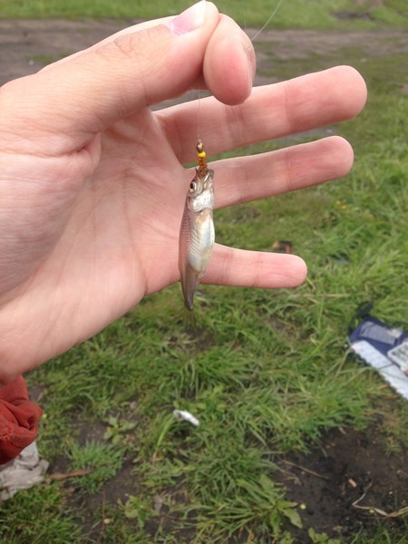 Image_4.JPG