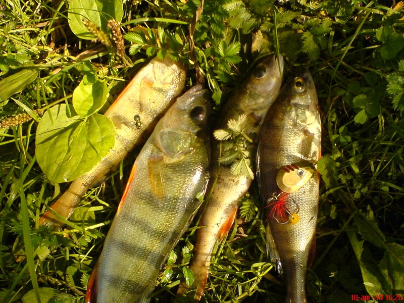 DSC00797.JPG