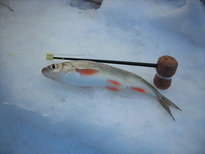 DSCN4558.JPG