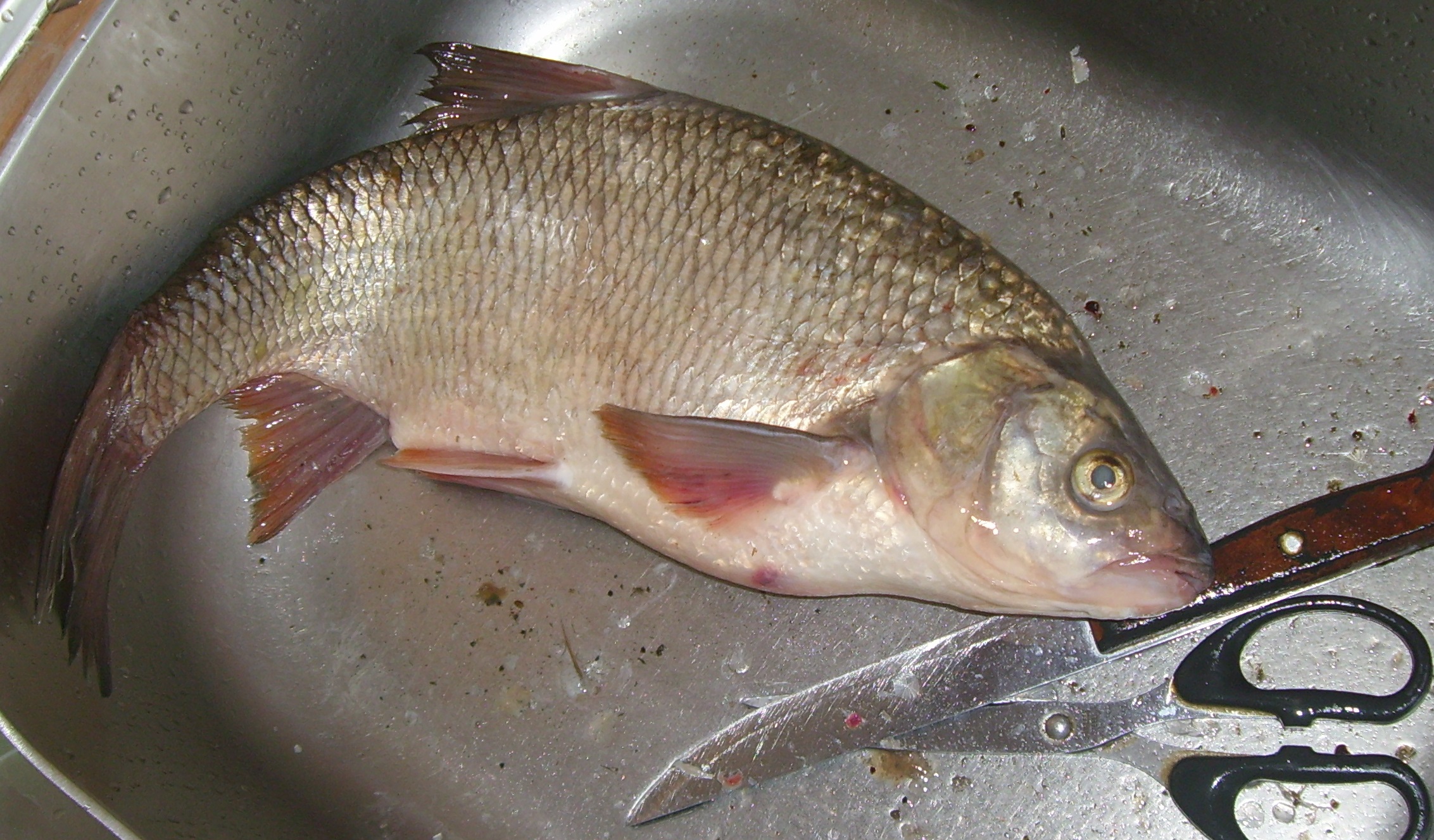 SL708464.JPG