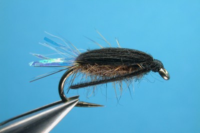 diving_beetle.jpg