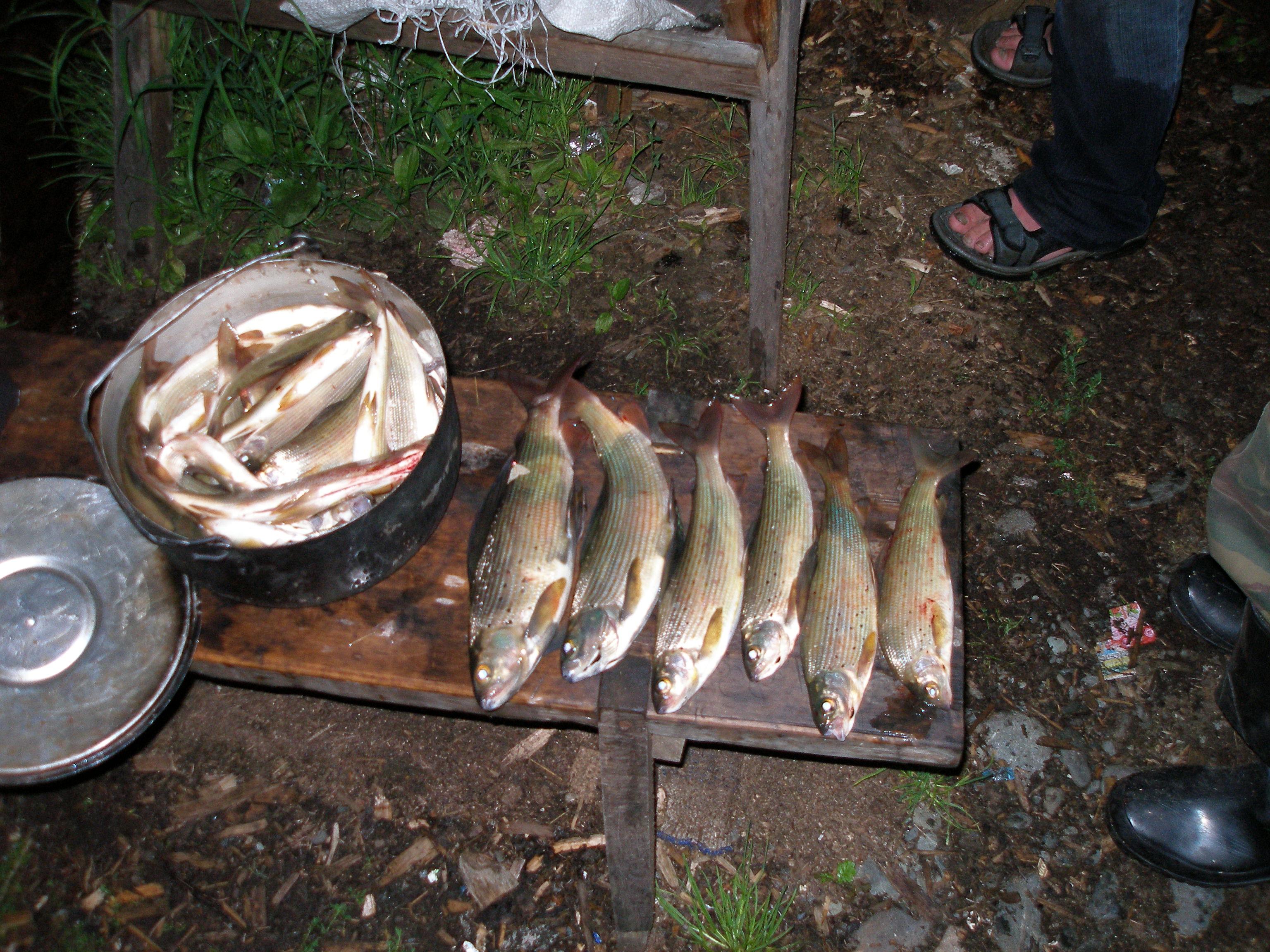 FILE7568.JPG