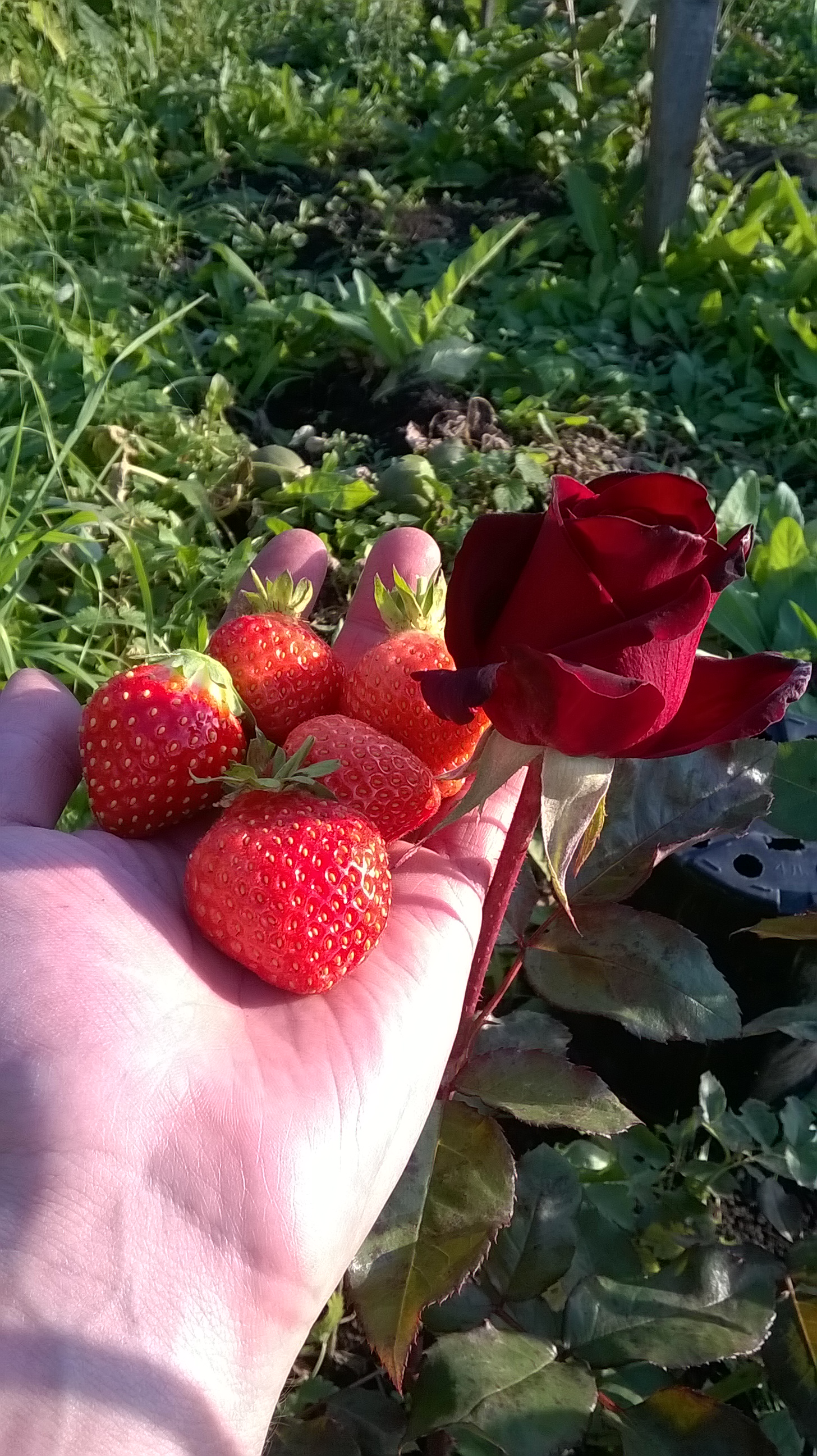 WP_20170917_18_01_57_Pro.jpg
