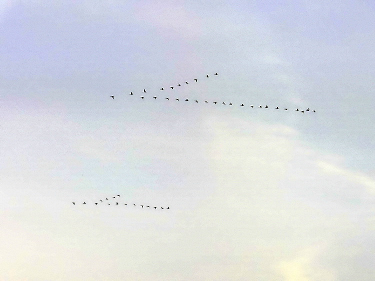 P1120144 750.jpg