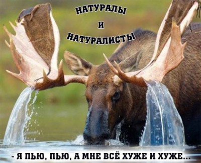 лось.jpg