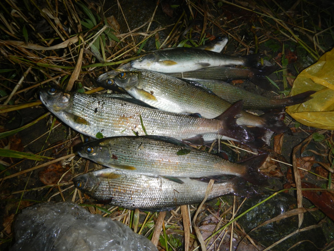 DSCN9817.JPG