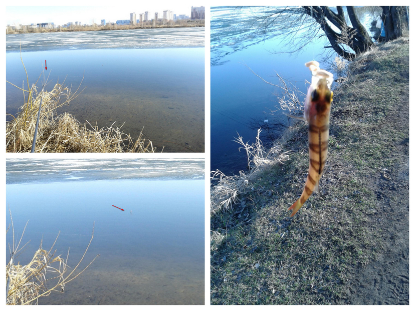 Фото-2806_Fotor_Collage.jpg