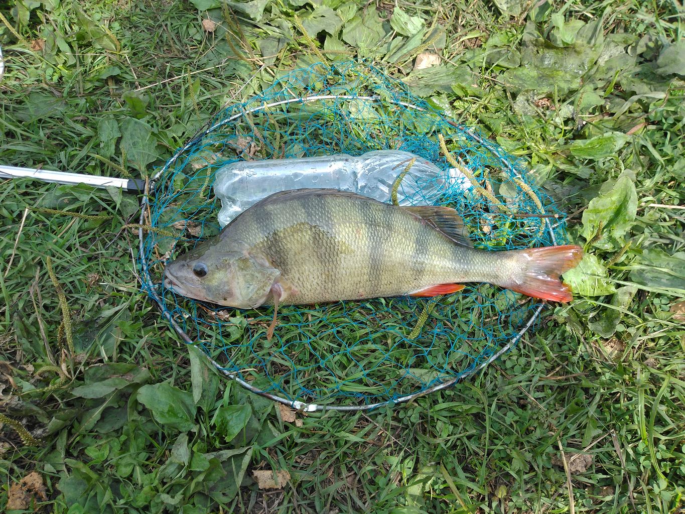 IMG_20200720_100645.jpg