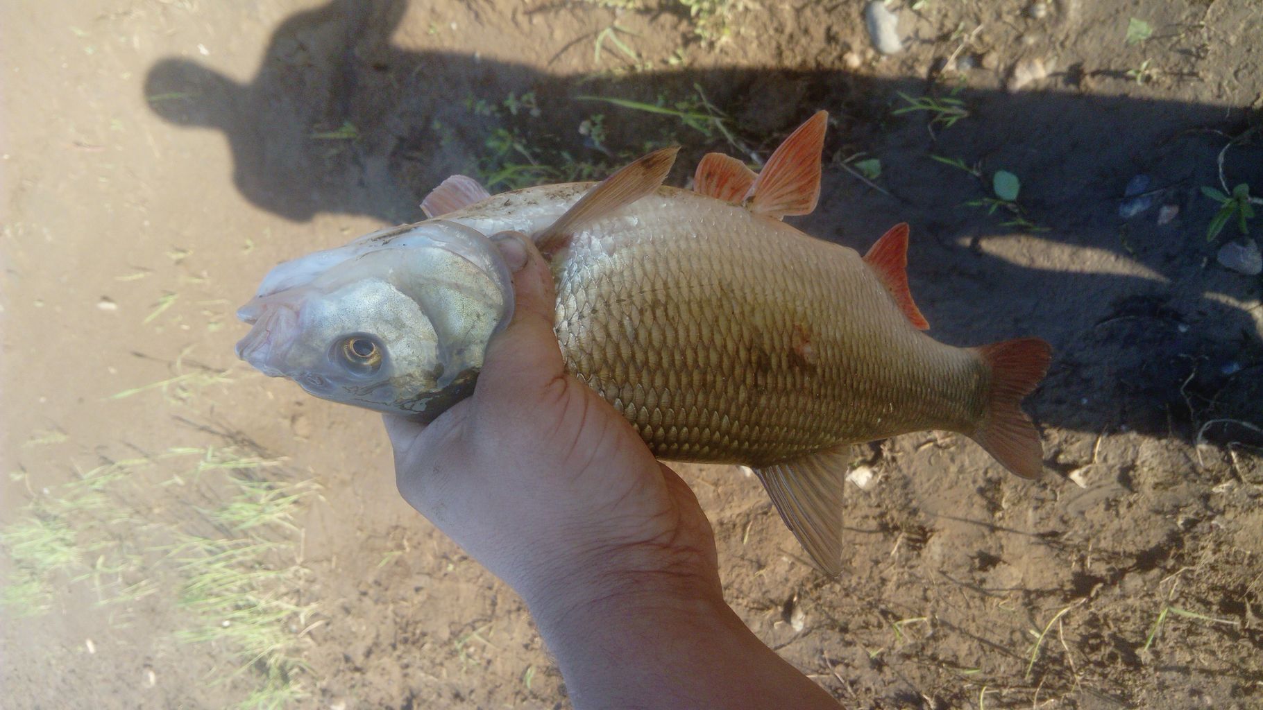 IMG-20210608-WA0004.jpeg