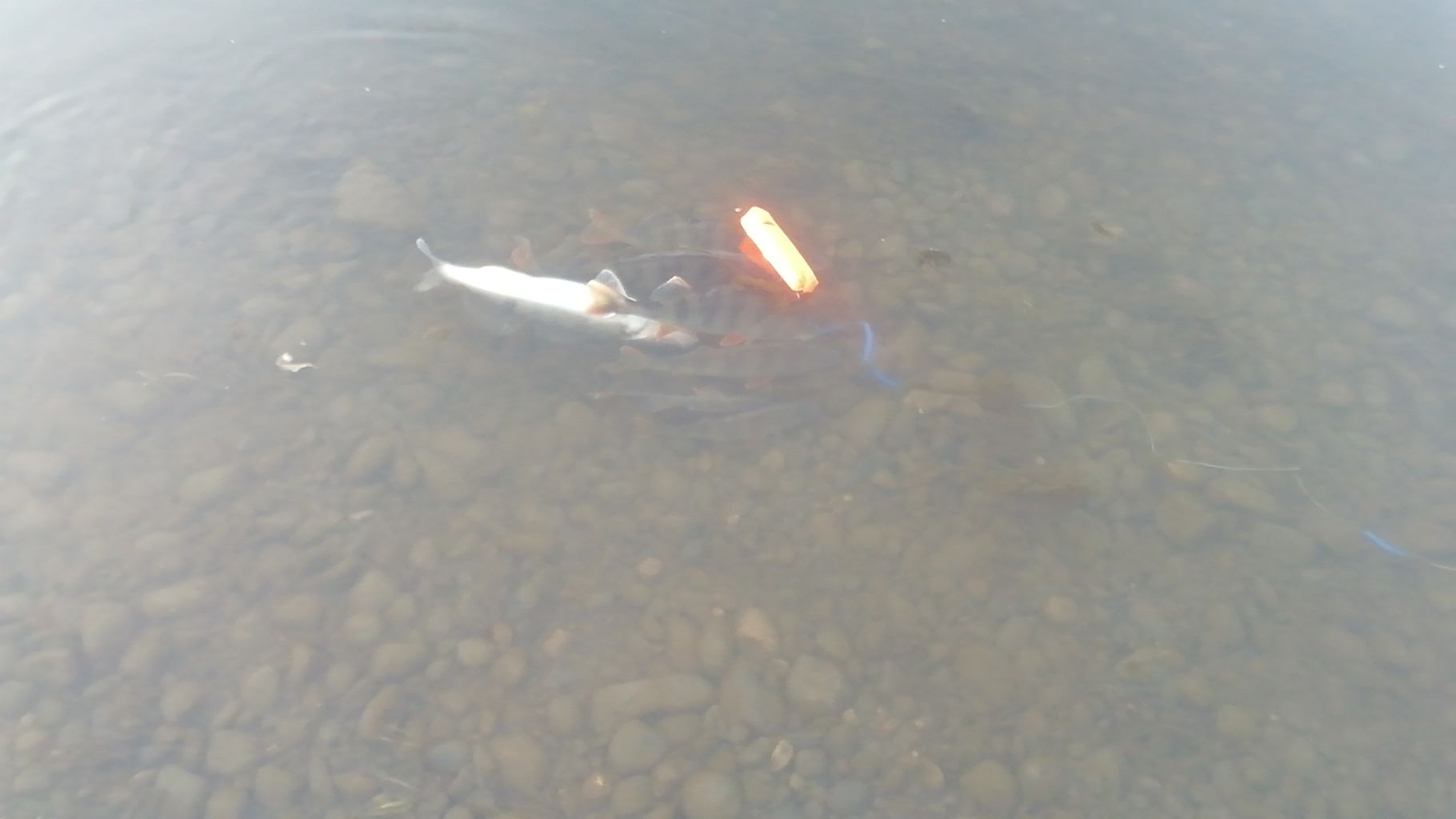 IMG-20211017-WA0077.jpeg