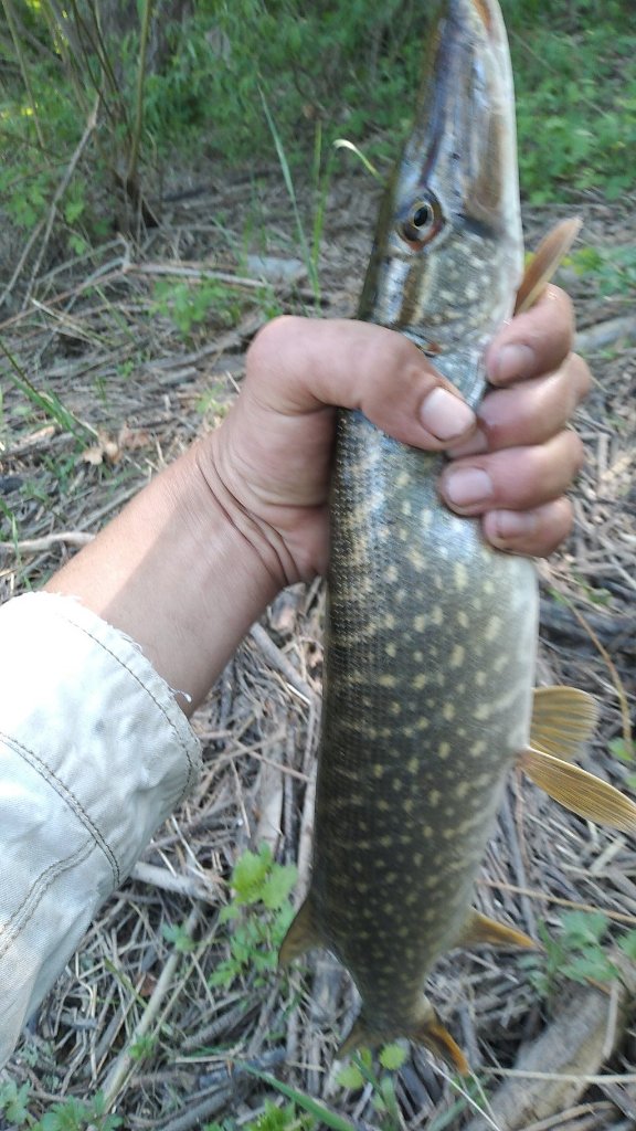 IMG-20220527-WA0002.jpeg