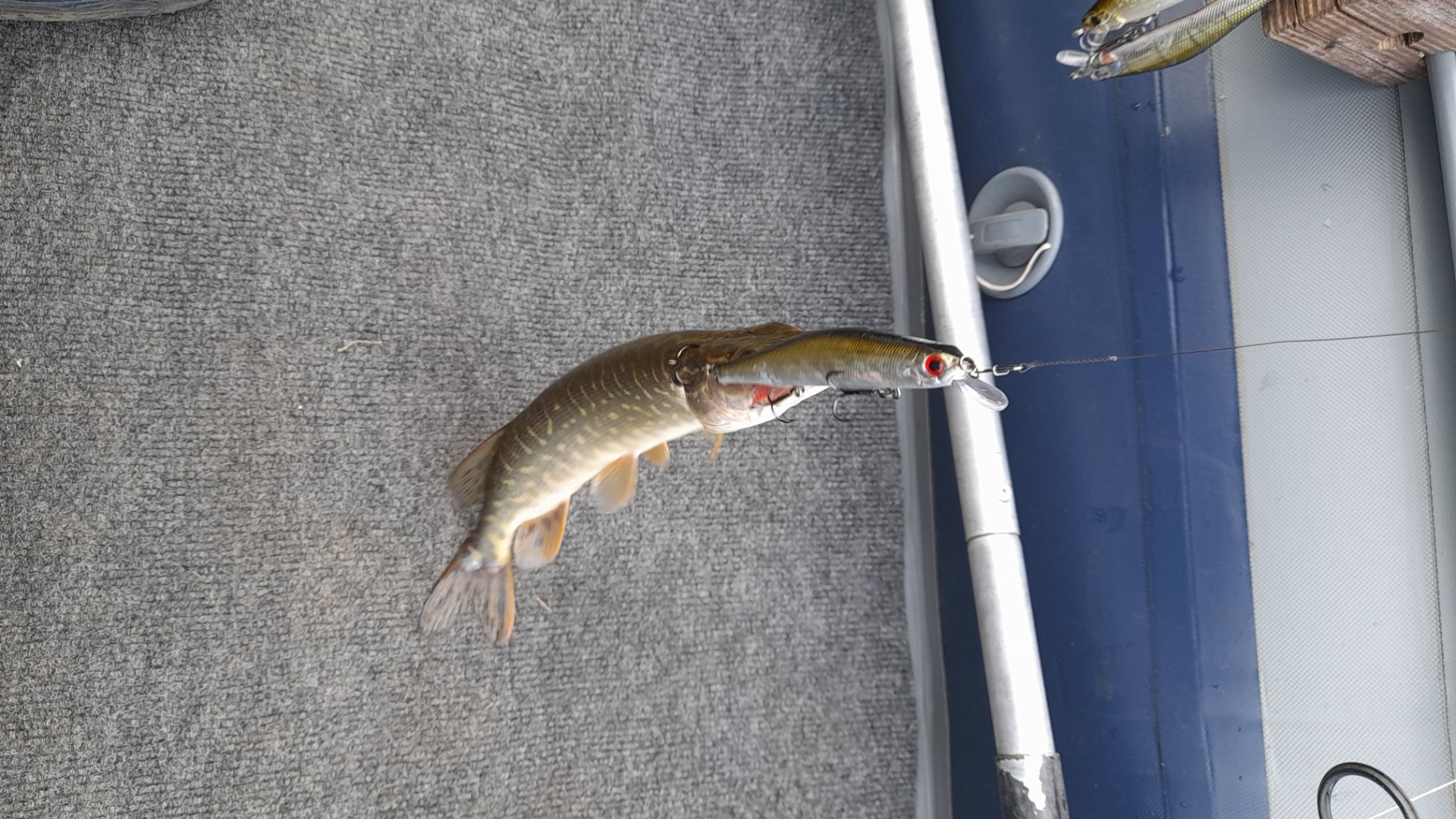 IMG-20220611-WA0006.jpeg