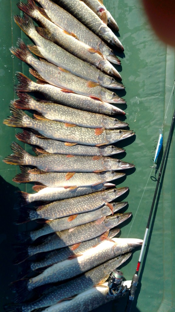IMG-20220708-WA0009.jpeg