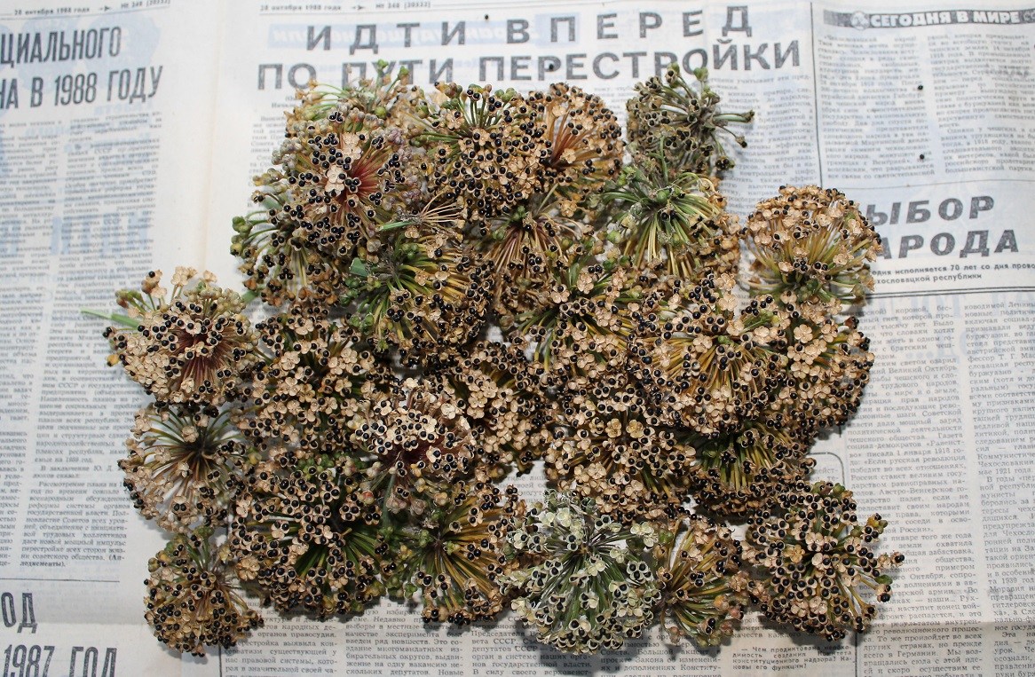 СЕМЕНА22.jpg