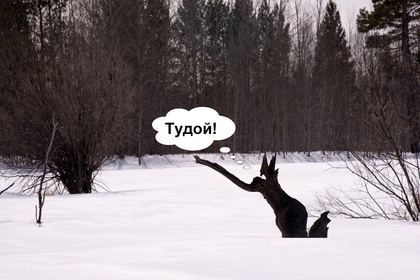 ТУДОЙ.jpg