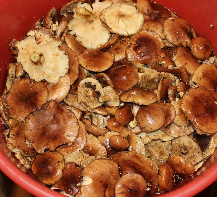 ЗЕЛЕНУШКИ.jpg