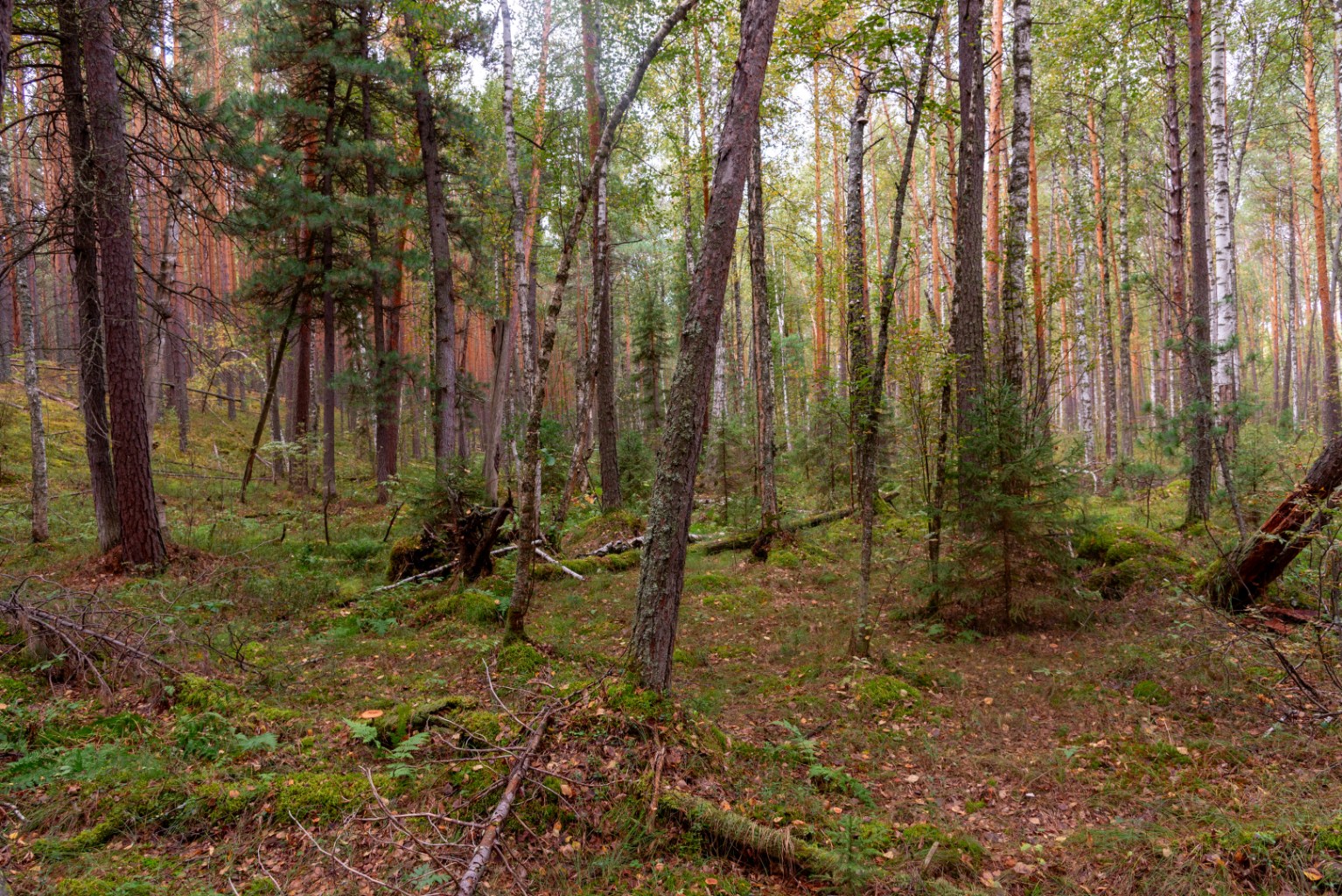 DSC_7598-1.jpg