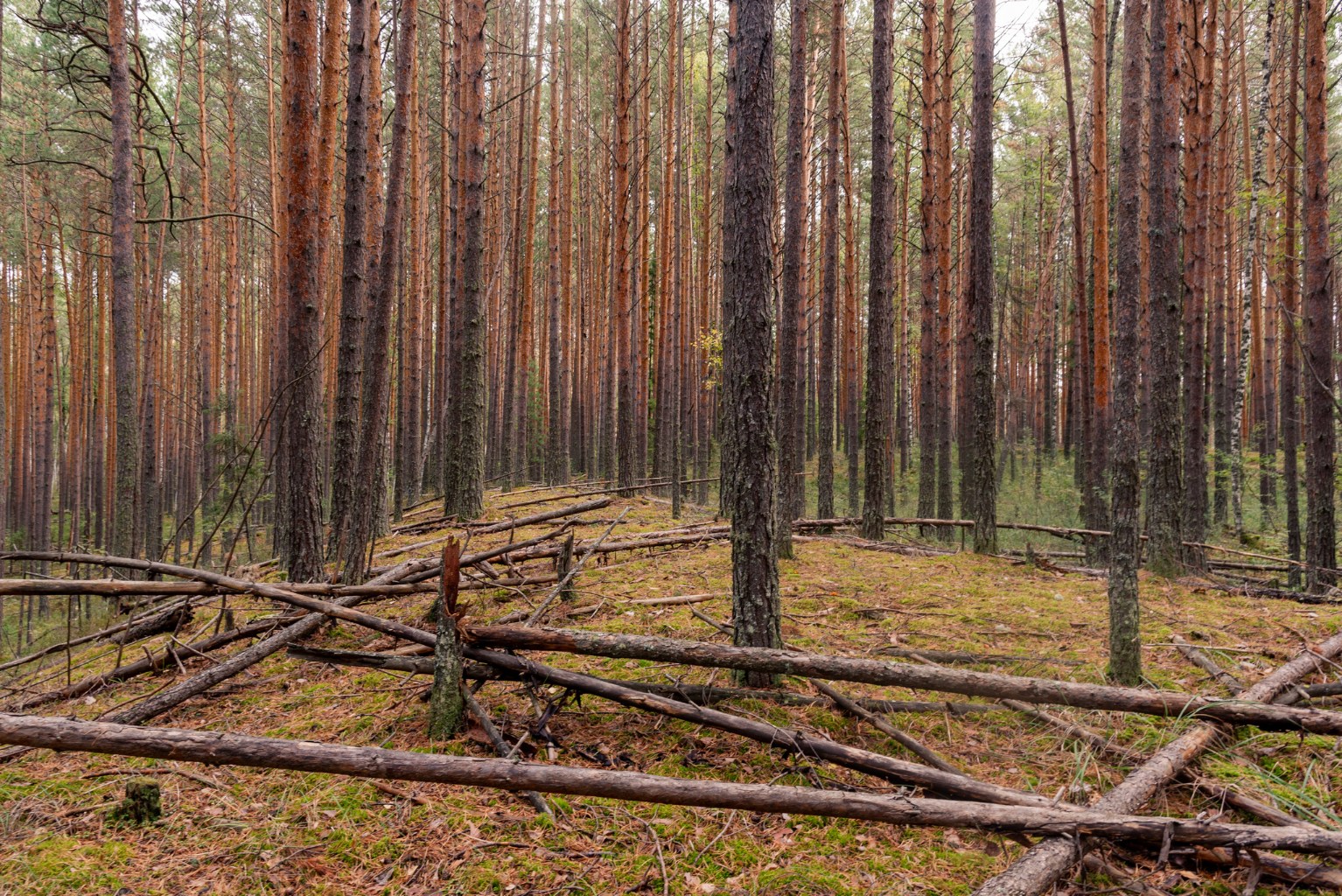 DSC_7597-1.jpg