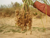 tigernuts.selection.jpg