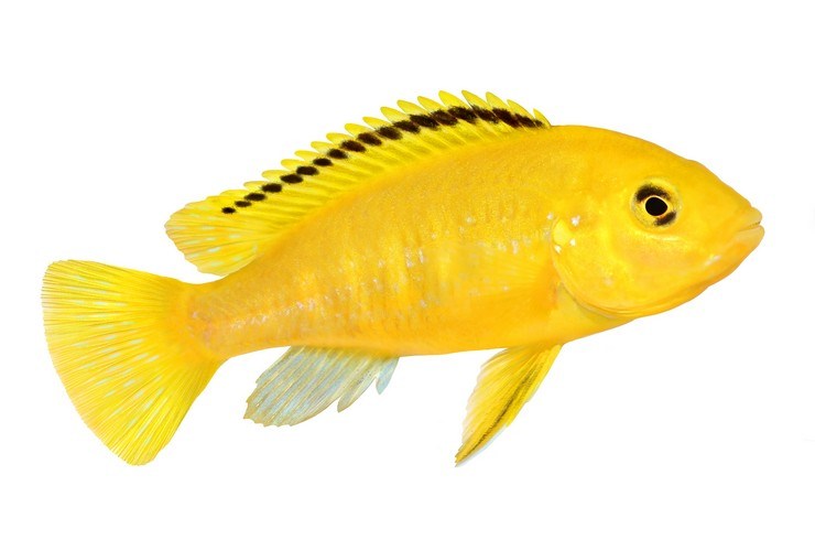 labidohromis-ellou-vneshnij-vid.jpg
