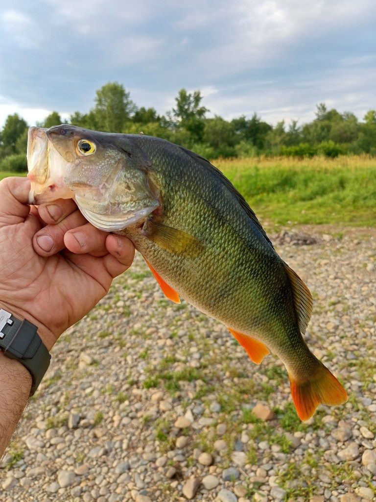 IMG20230729193427.jpg