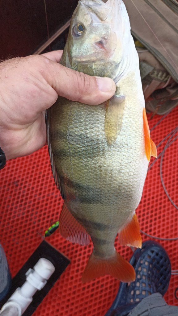 IMG-20240625-WA0038.jpeg