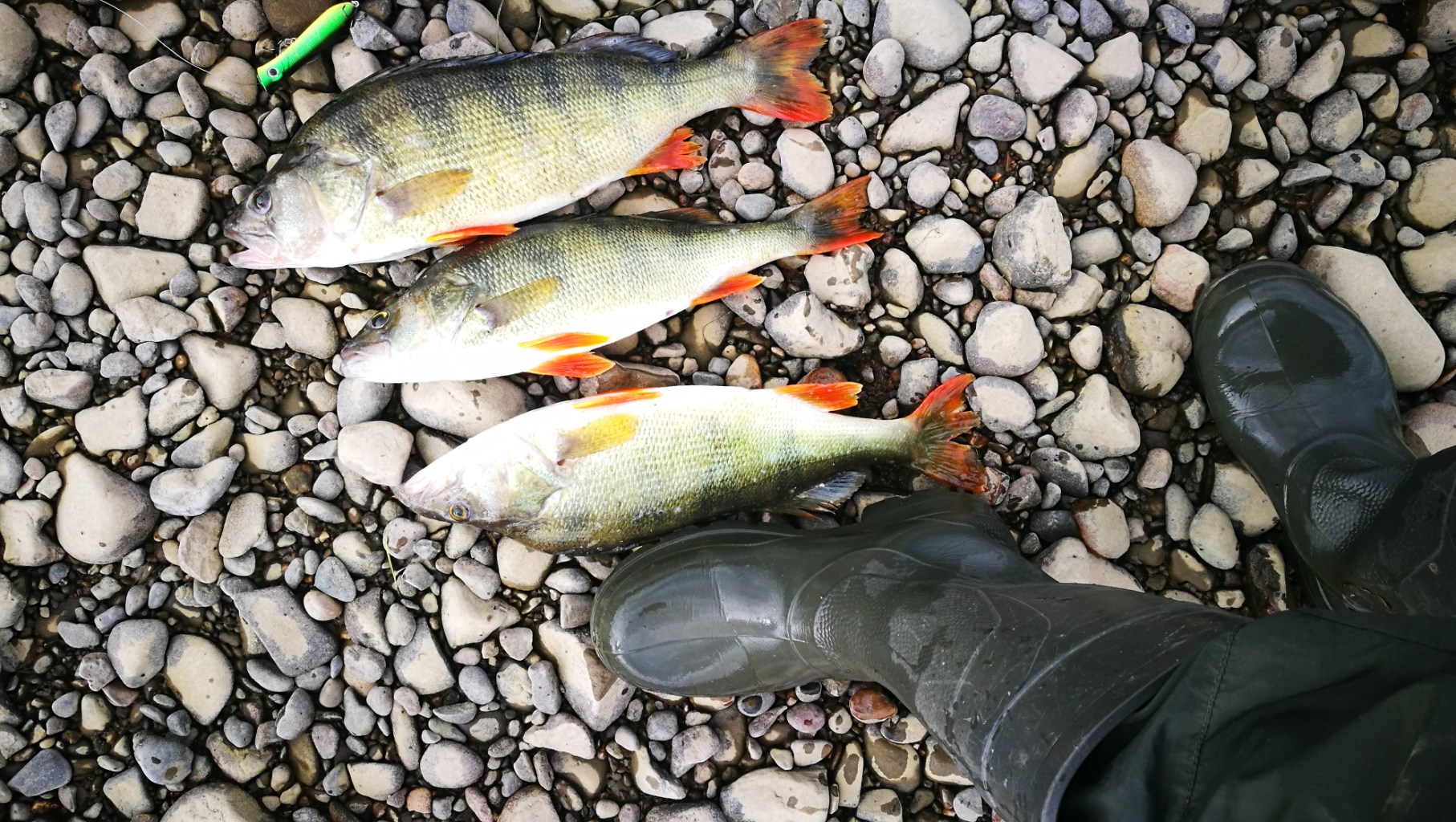 IMG_20240730_094148.jpg