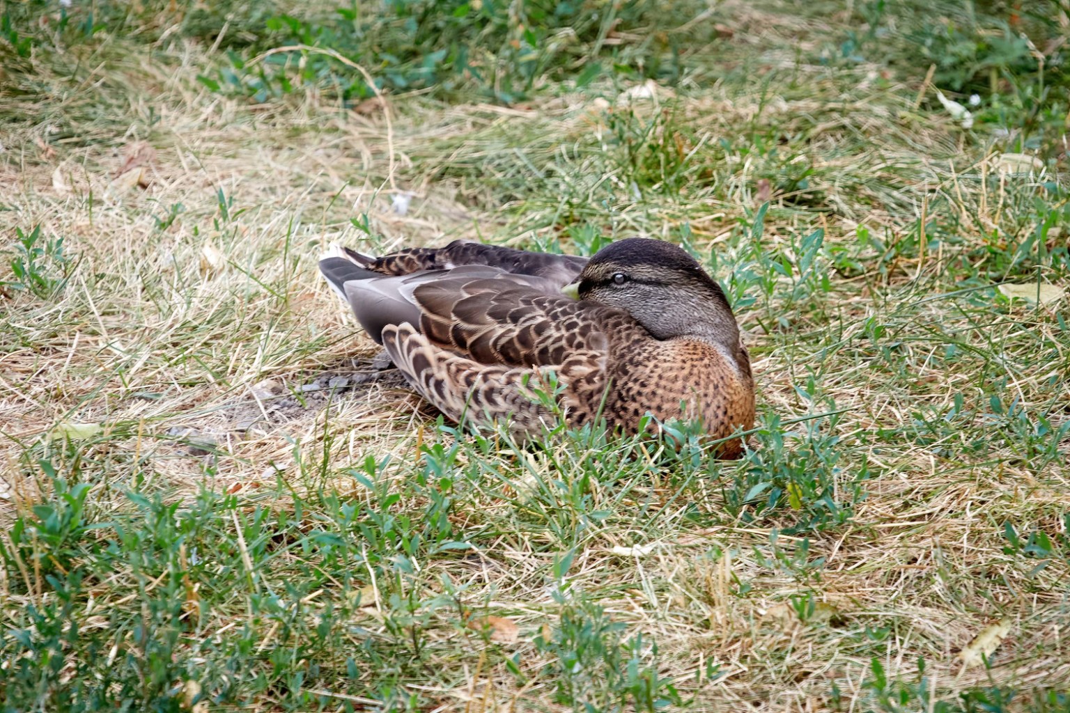 IMG_9754.jpg