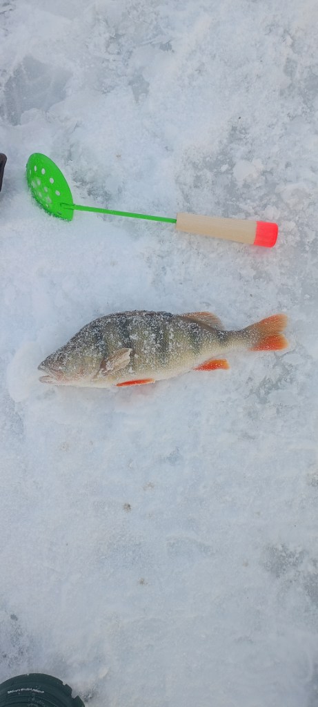 IMG20241130122023.jpg